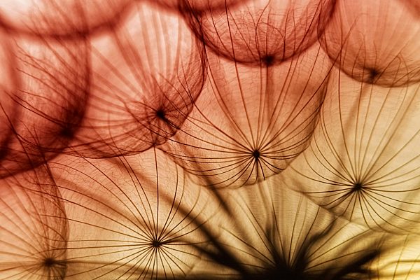 German, Baden-Wuerttemberg, Close up of dandelions
