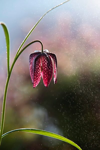 Germany, Baden Wuerttemberg, Chess flower, close up