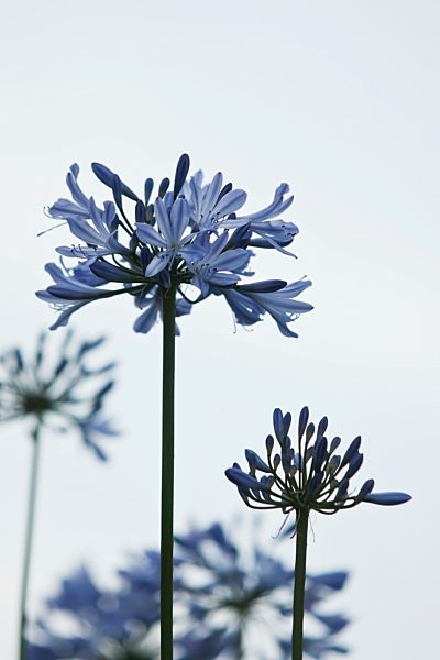 Germany, Baden Wurttemberg, Agapanthus, close up