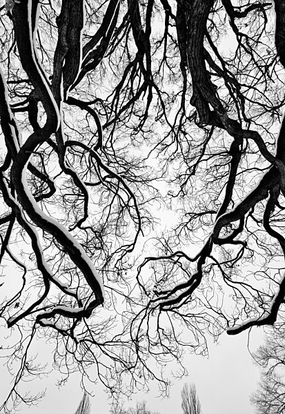 Germany, Forest with bare tree in winter