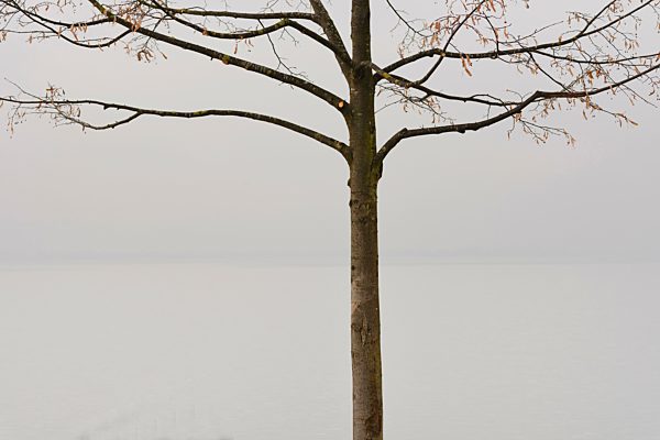 Switzerland, View of tree at Lake Zurich