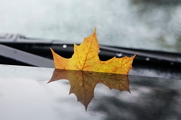 Germany, Cologne, Autumn leaf on windscreen