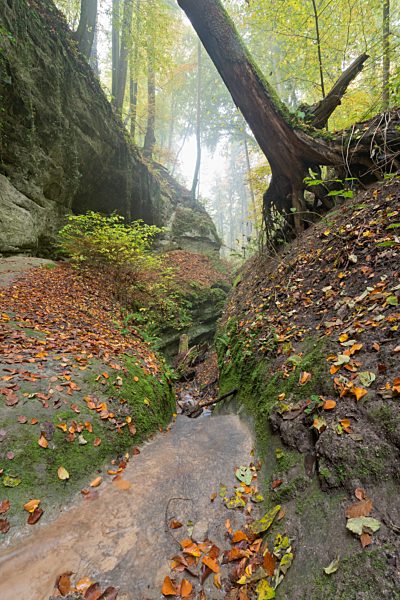 Germany, Autumn leaves in beech forest at Lake Constance