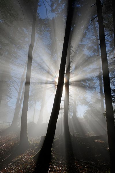 Germany, Bavaria, View of fog in forest