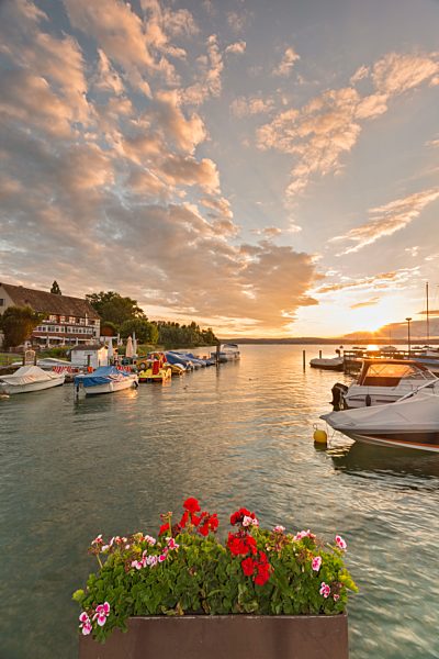 Germany, Flower pot in front of Lake Constance and half timbered house in background
