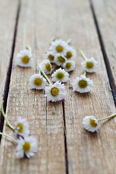 Daisies on wooden table, close up