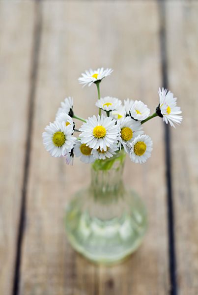 Daisies in vase on wooden table, close up