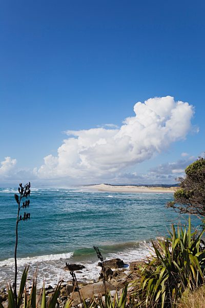 New Zealand, View of New Zealand flax plant at beach