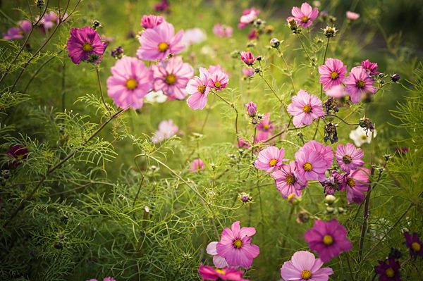 Blossoms of Mexican aster (Cosmos bipinnatus)