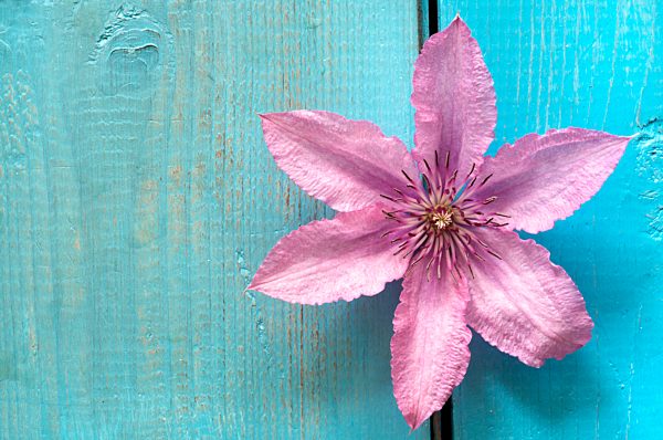 Clematis flower on wooden table, close up