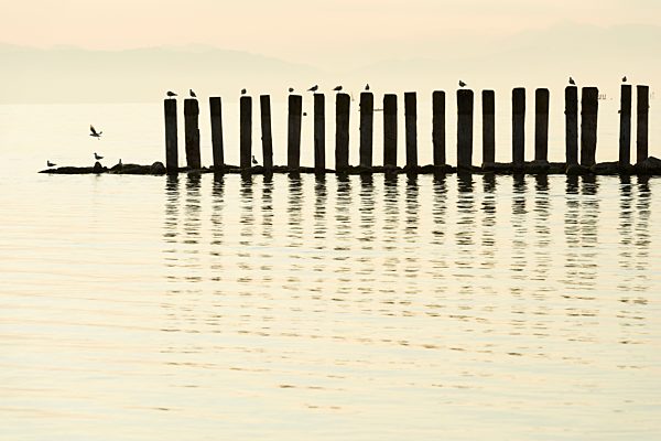 Switzerland, Altnau, seagulls perching on poles