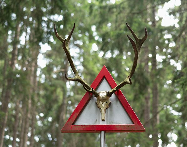 Italy, South Tyrol, Hafling, Deer antlers on give way sign
