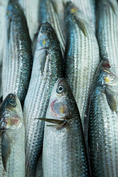 Spain, Balearic Islands, Majorca, Palma, Fish market, sardines