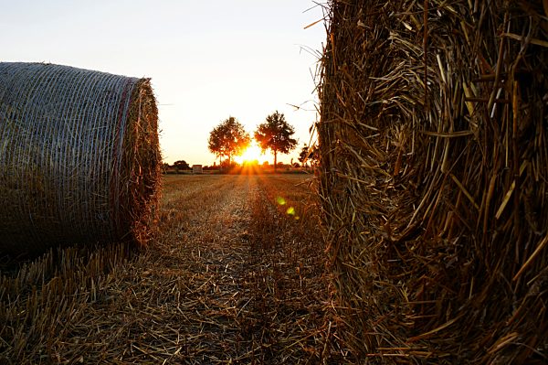 Germany, North Rhine-Westphalia, Minden, bales of straw on field at sunset