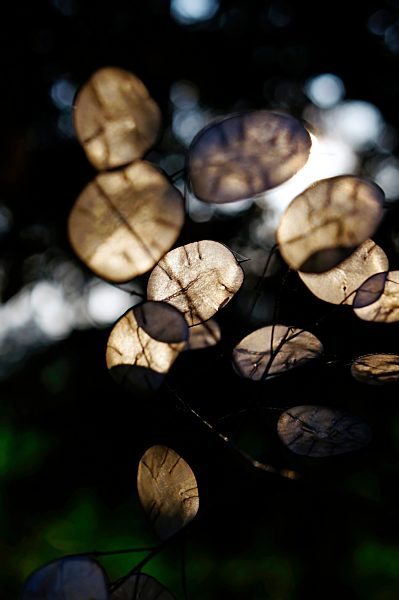 Germany, North Rhine-Westphalia, Minden, honesties, Lunaria