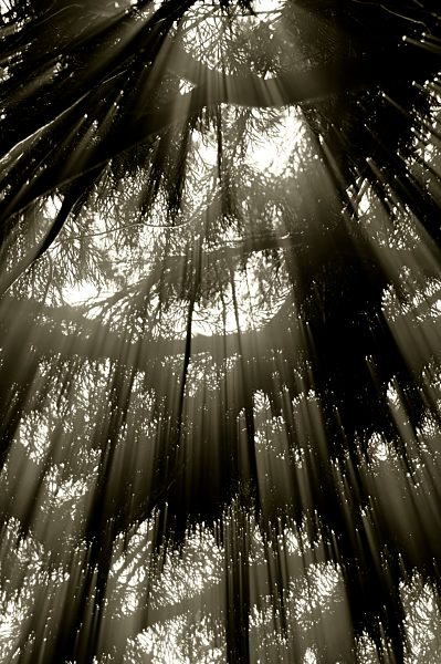Germany, North Rhine-Westphalia, Minden, fog forest