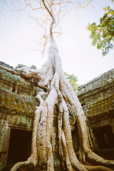 Cambodia, Siem Reap, Angkor, Angkor Wat, tremendous tree roots overgrowing part of Ta Prohm temple