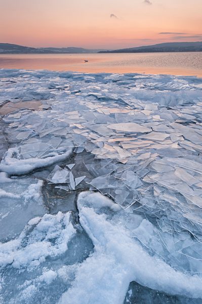 Germany, View of mute swan in Lake Constance