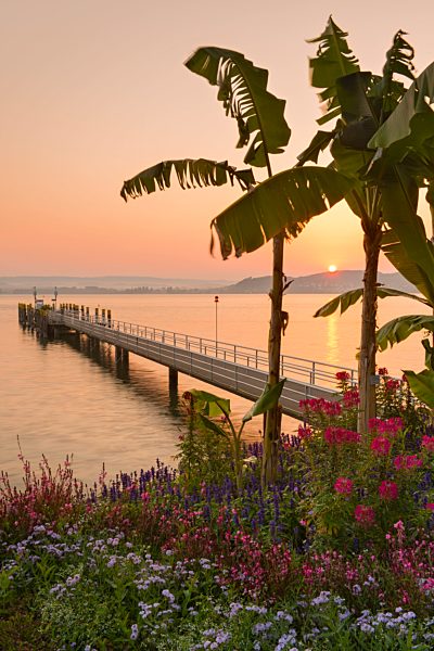 Germany, Constance, View of jetty and banana trees during sunrise