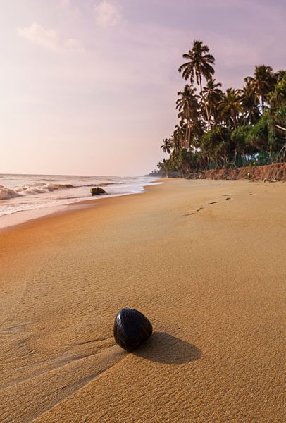 Sri Lanka, Western Province, Coconut on the beach of Waskaduwa