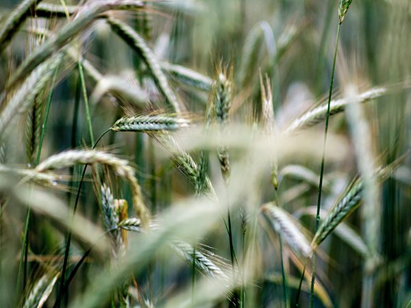 Germany, Berlin, Berlin-Blankenfelde, Luebars, Field, former death strip
