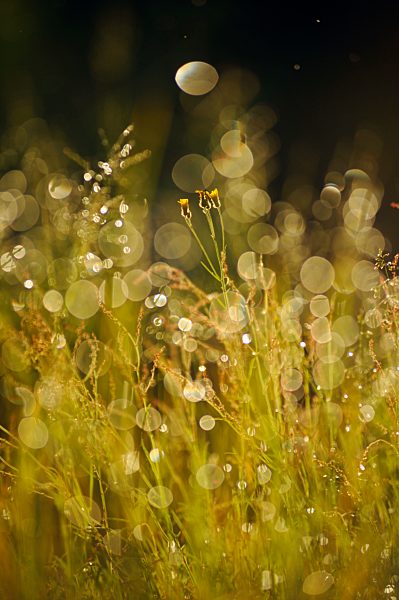 Sweden, Leksand, Drops of water on grass stalks
