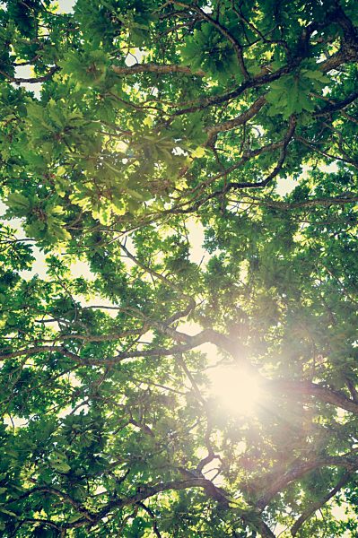 Sweden, Moelle, Sun shining through crown of an oak tree