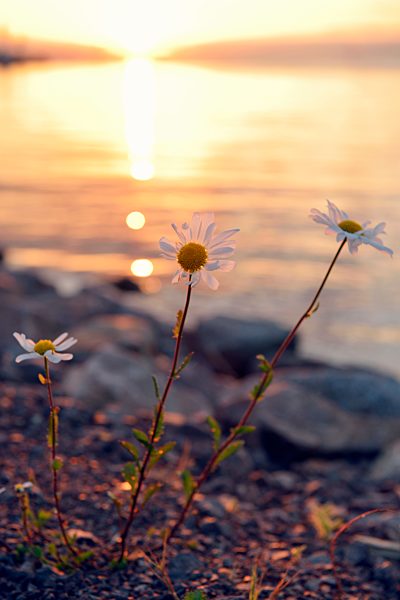 Sweden, Graenna, Wild oxeye daisy at lake Vaettern