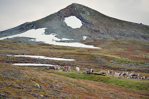 Sweden, Vilhelmina, Reindeers at Stekenjokk plateau
