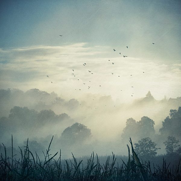 Misty landscape at backlight, composite