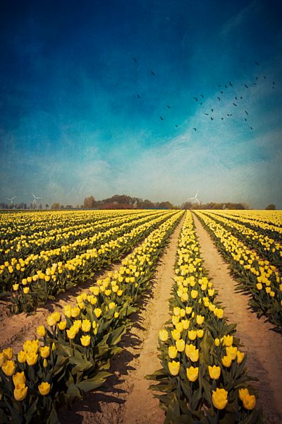 Yellow tulip field, alienation
