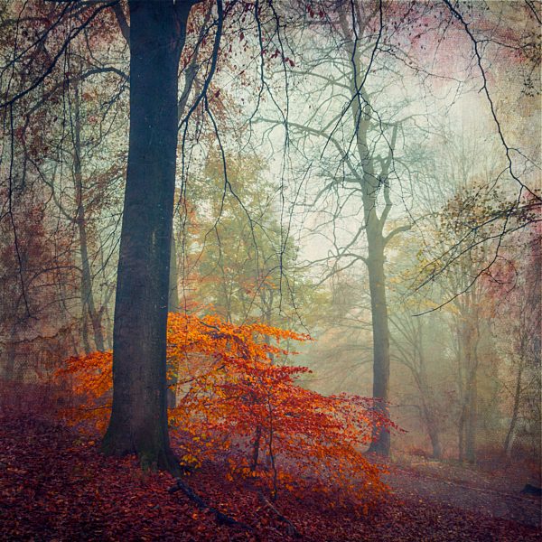 Forest in autumn, alienation