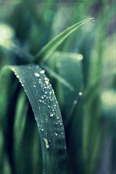 Dew drops on leaves, close-up
