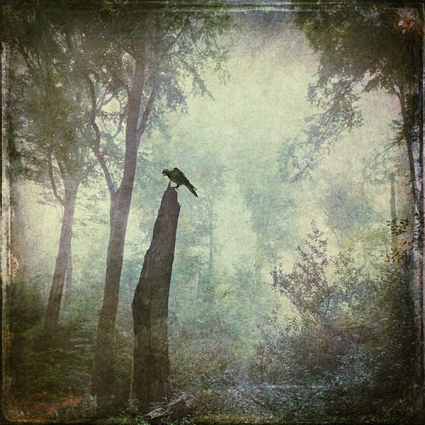 Bird sitting on dead wood in forest, alienation