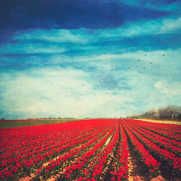 Red tulip field, alienation