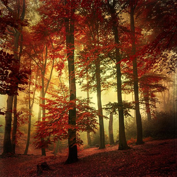 Beech forest in autumn colours