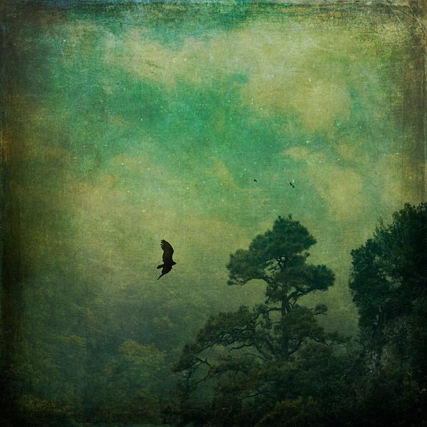 Spain, Canary Islands, La Palma, flying bird