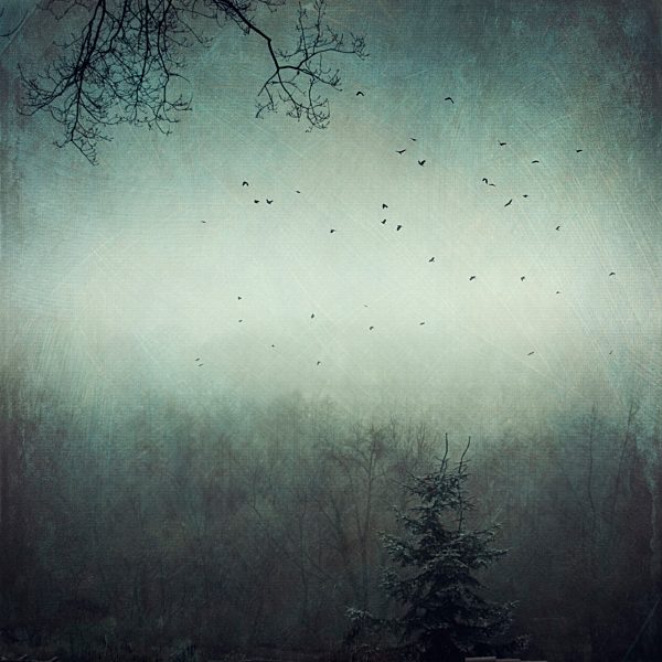 Germany, near Wuppertal, Foggy forest and flying birds, Textured effect