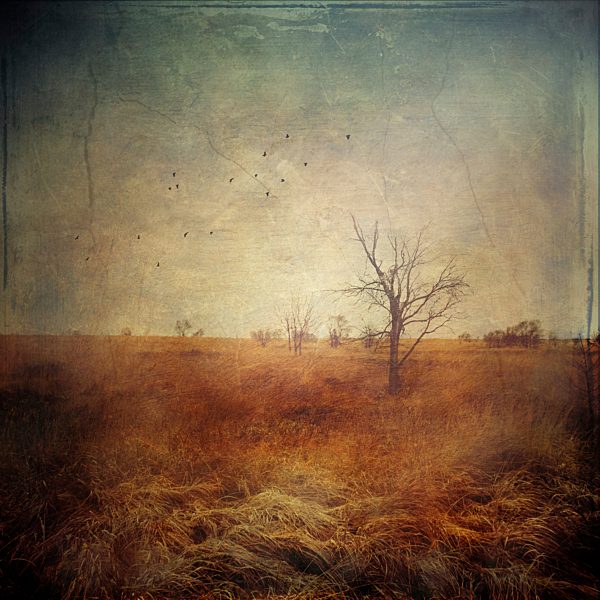 Belgium, High Fens, Moor grass, Molina, and bald trees, Textured effect