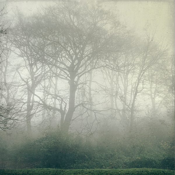 Germany, near Wuppertal, Bald trees in November, Textured effect