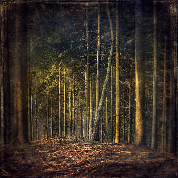 Germany, near Wuppertal, Forest glade in a coniferous forest, Textured effect