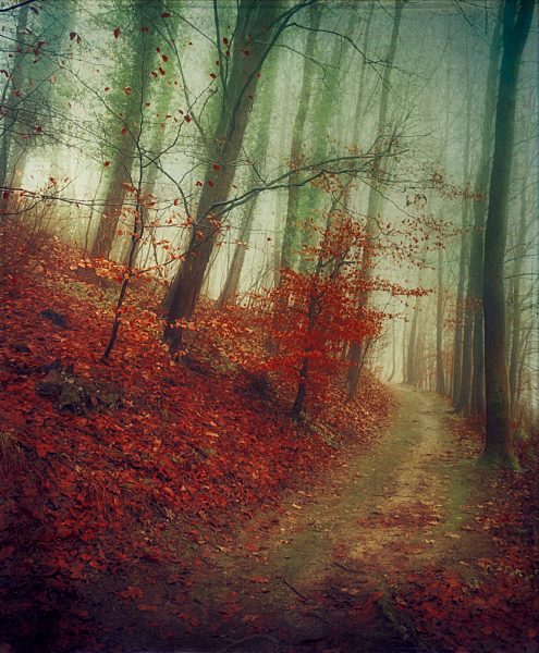 Germany, North Rhine-Westphalia, Solingen, Forest path in autumn, Textured effect