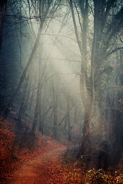 Germany, North Rhine-Westphalia, Solingen, Forest path in autumn, Textured effect