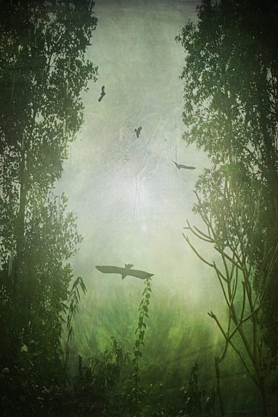 Indonesia, Bali, Rainforest and birds, Textured effect