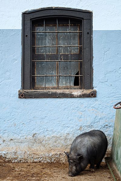 Germany, Baden-Wuerttemberg, pot-bellied pig, Sus scrofa f. domestica
