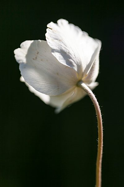 Germany, Hesse, Large Anemone flower, close up