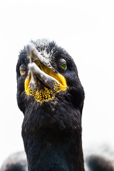 England, Northumberland, Shag, close up