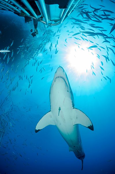 Mexico, Guadalupe, Pacific Ocean, scuba diver in shark cage photographing white shark, Carcharodon carcharias