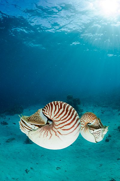 Oceania, Palau, Palau nautilusses, Nautilus belauensis, in Pacific Ocean