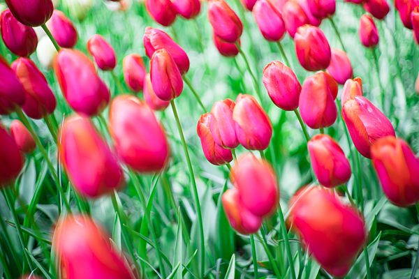 Netherlands, red pink tulips, Tulipa, in Keukenhof